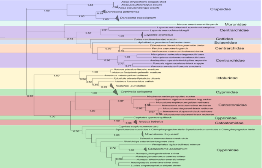 Treemap