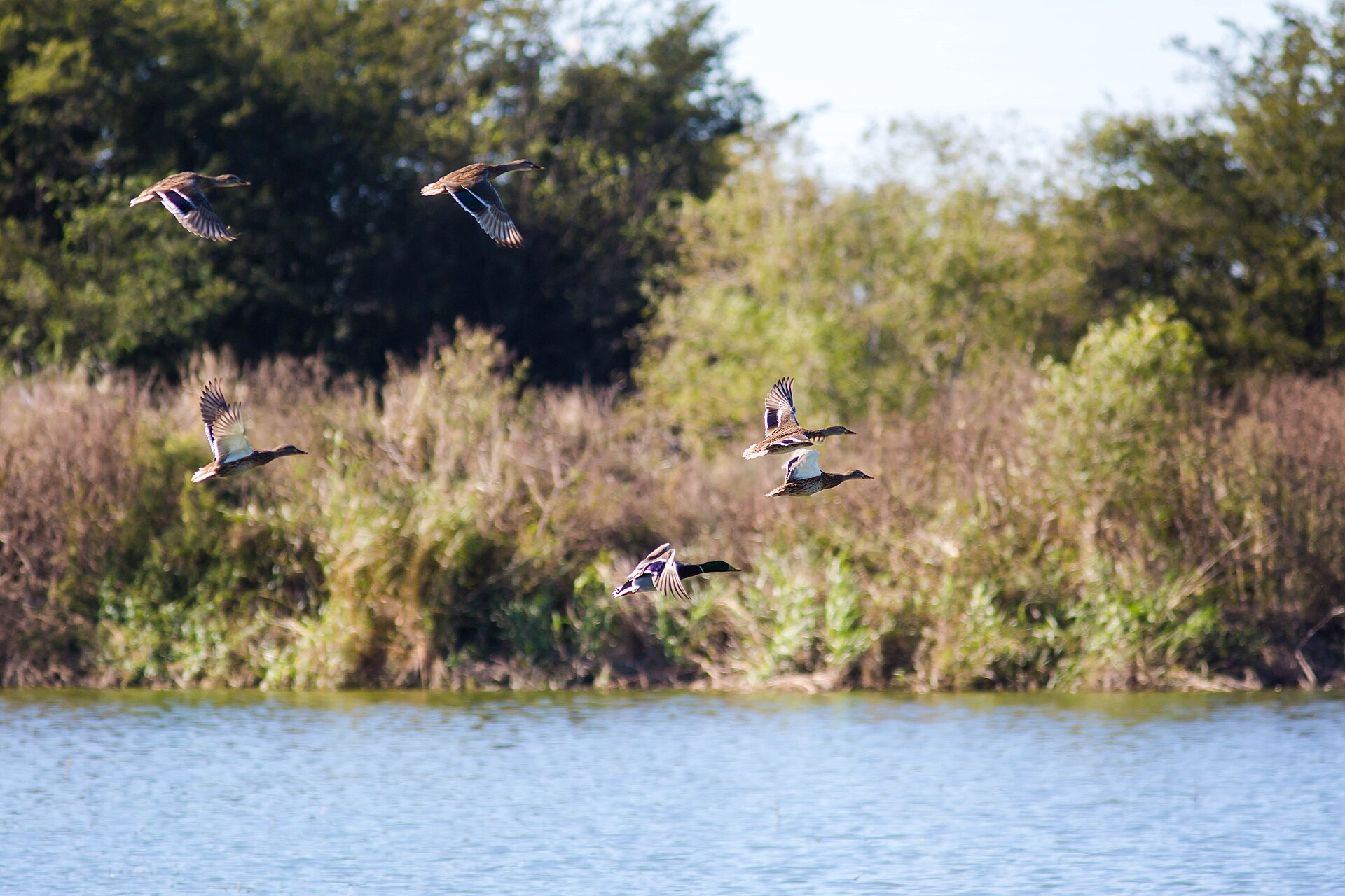 Mallards take flight in western Tennessee