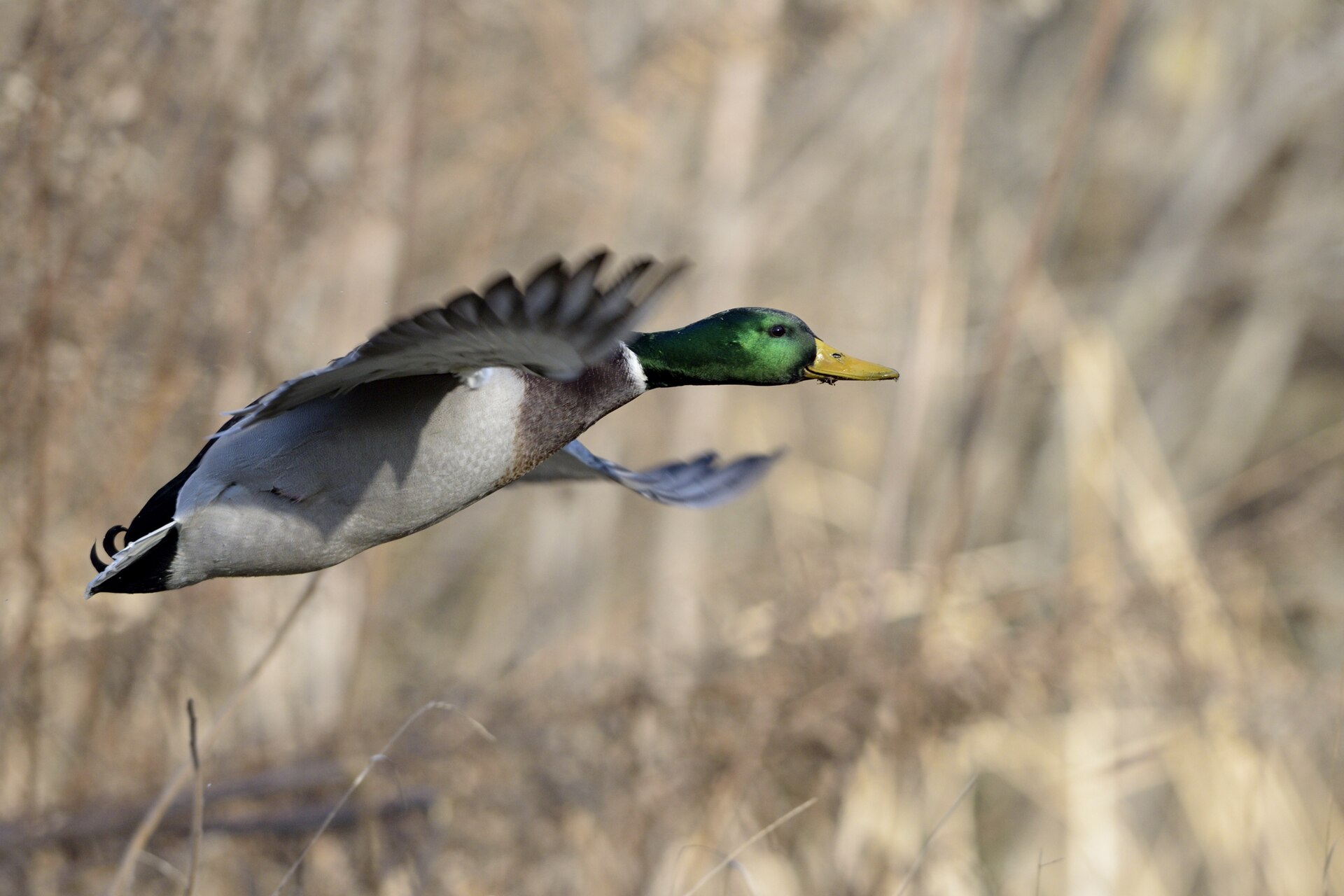 A mallard flying above a wetland