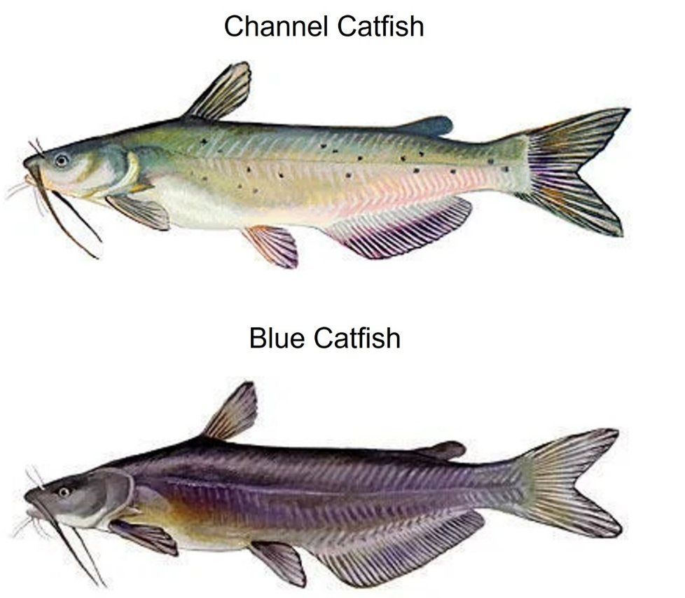 Illustrations comparing a channel catfish above and a blue catfish.