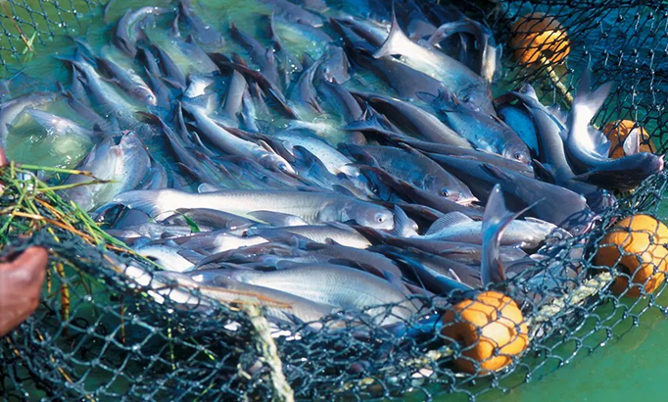 A large group of catfish gathered in a net.